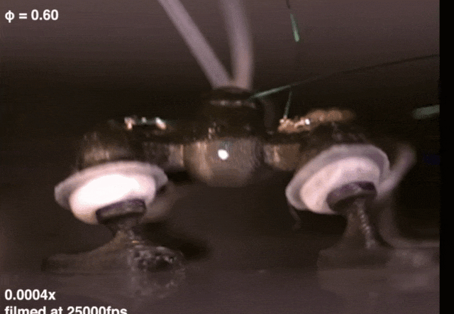 承载22倍于自身重量前行,垂直跳跃59厘米,用爆炸驱动的昆虫机器人来了