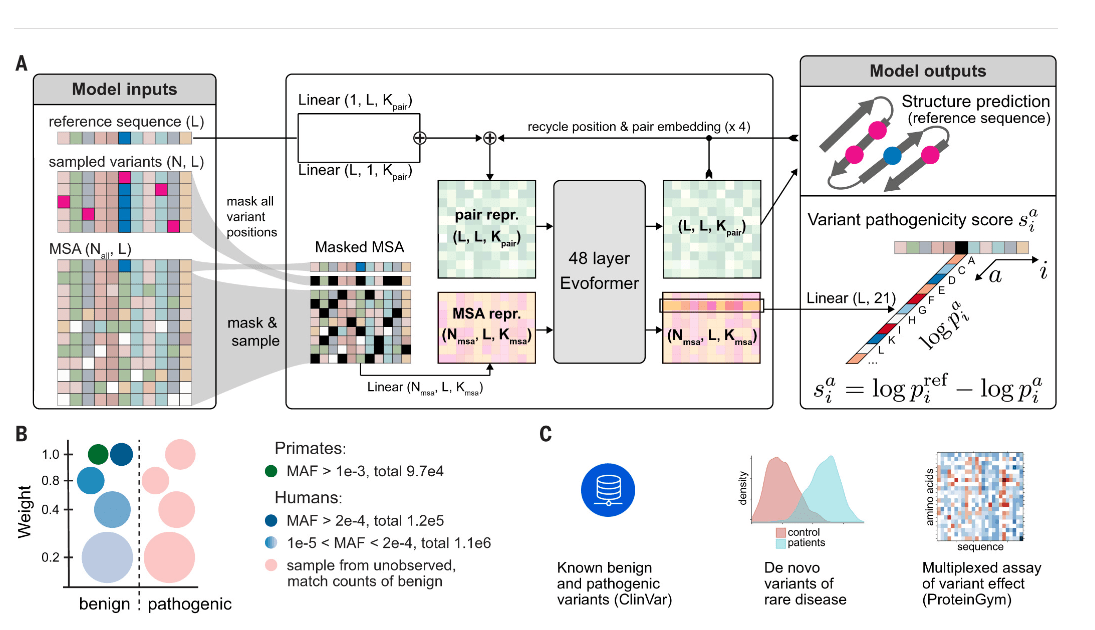DeepMind 推出 AI 工具 Alpha Missense，用于预测人类的有害基因突变