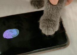 AI四小龙之一，伪装成龙的虫？