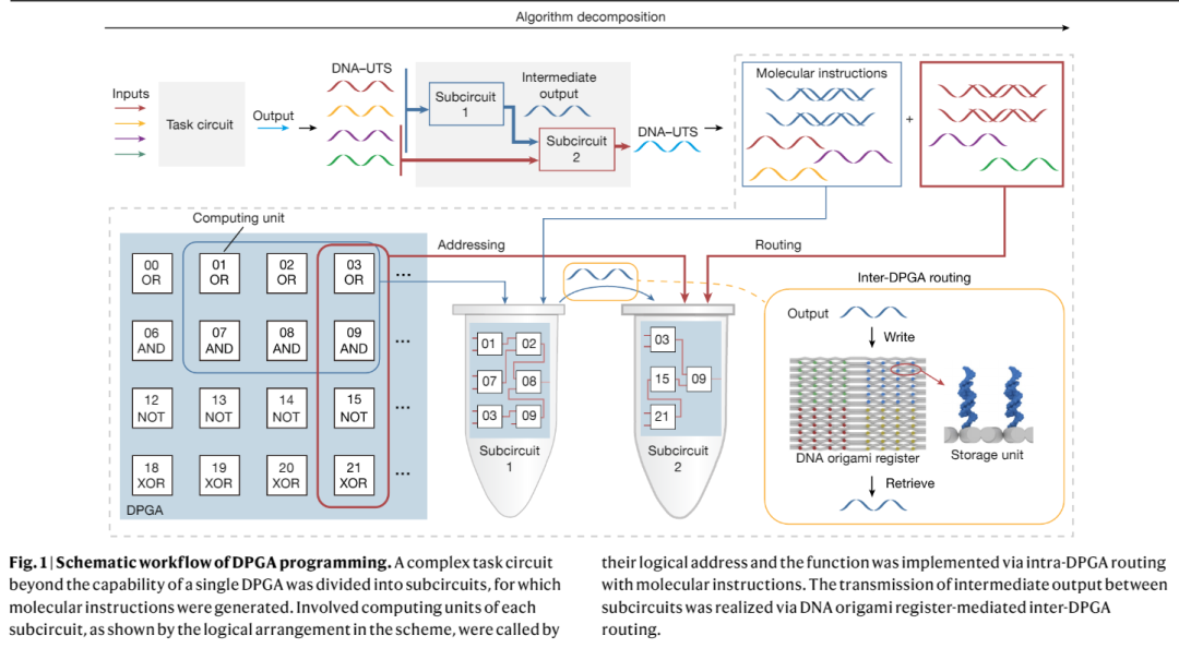 国内团队成功发表Nature论文，介绍可编程、运行超千亿不同电路的DNA计算机