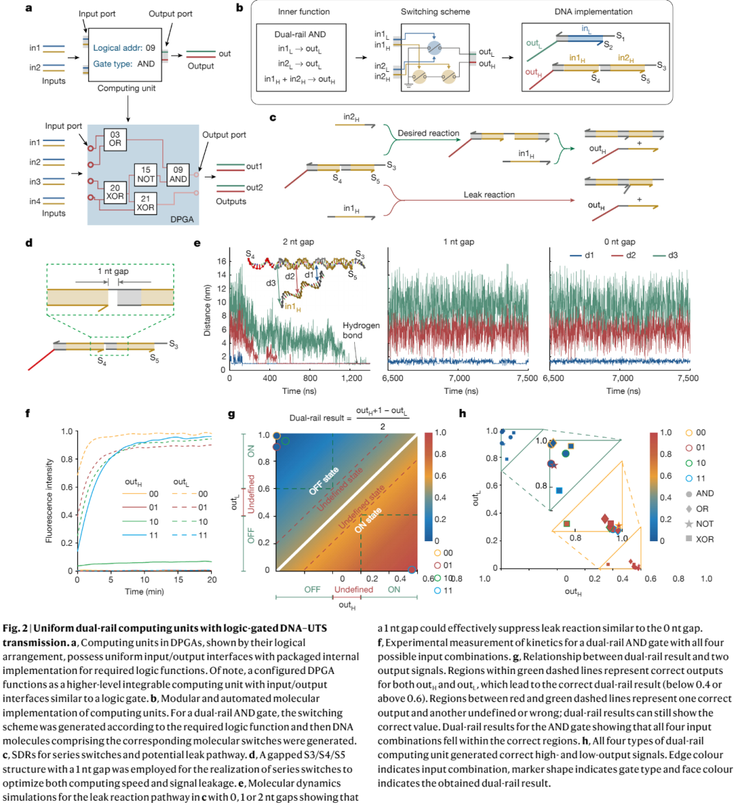 国内团队成功发表Nature论文，介绍可编程、运行超千亿不同电路的DNA计算机