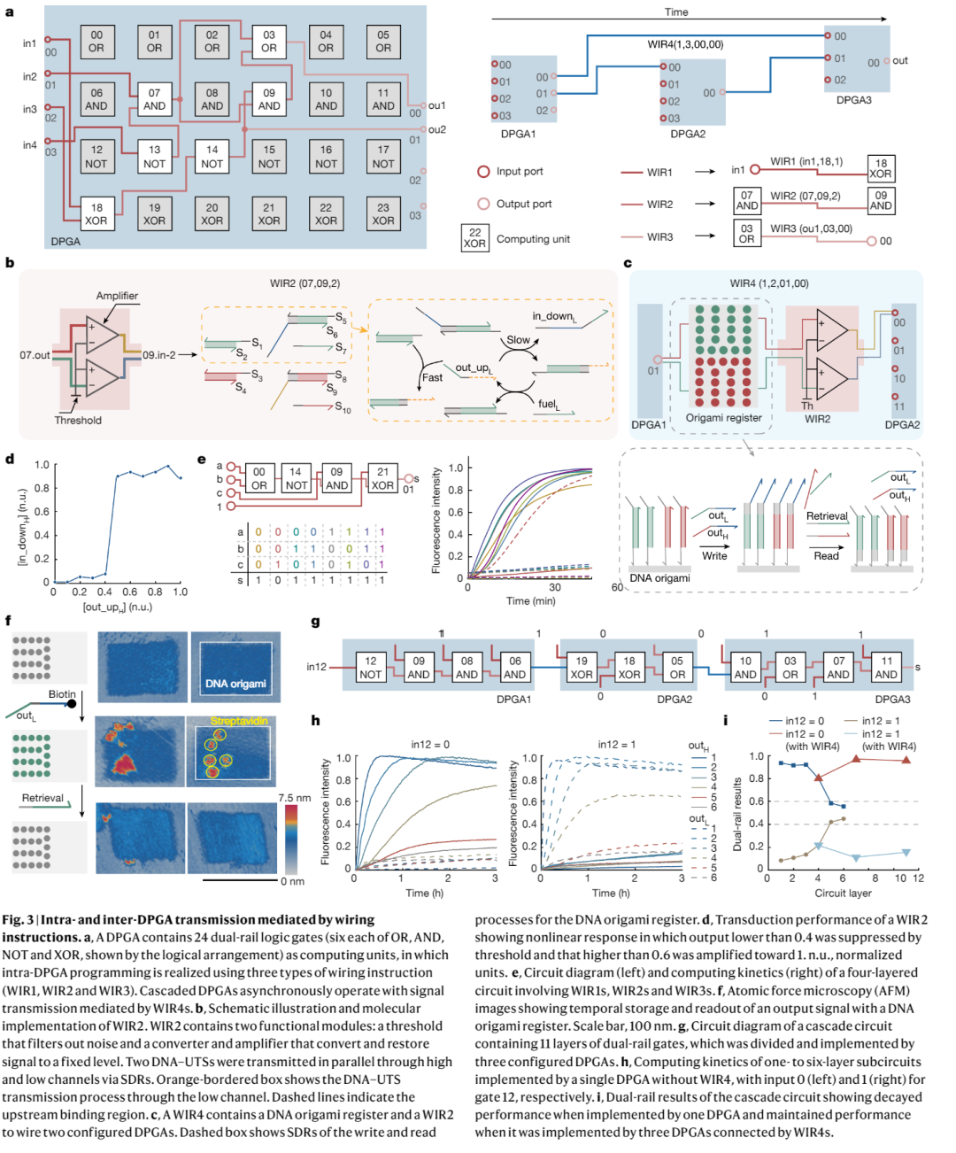 国内团队成功发表Nature论文，介绍可编程、运行超千亿不同电路的DNA计算机