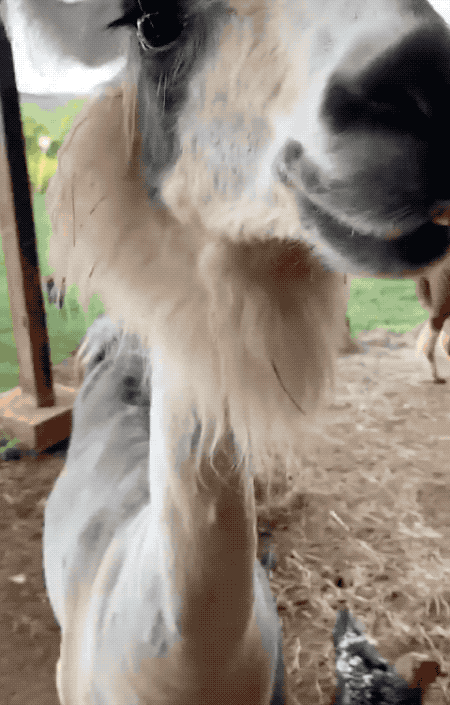 陈丹琦团队创新之作：以5%成本取得SOTA，掀起“羊驼剪毛”大法热潮