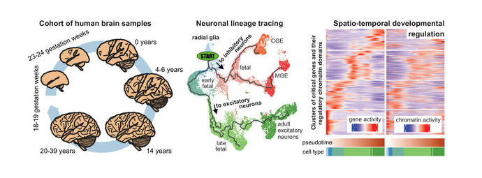 新研究发现:人类大脑与灵长类动物存在重要差异