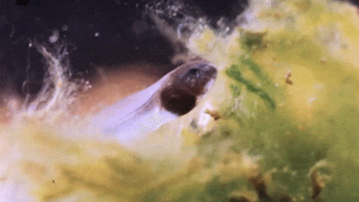 Nat. Commun.: 机器人模仿蝌蚪进化获得新技能!