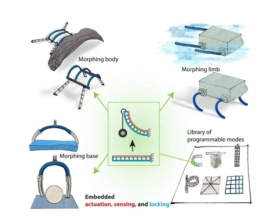 Nat. Commun.: 机器人模仿蝌蚪进化获得新技能!