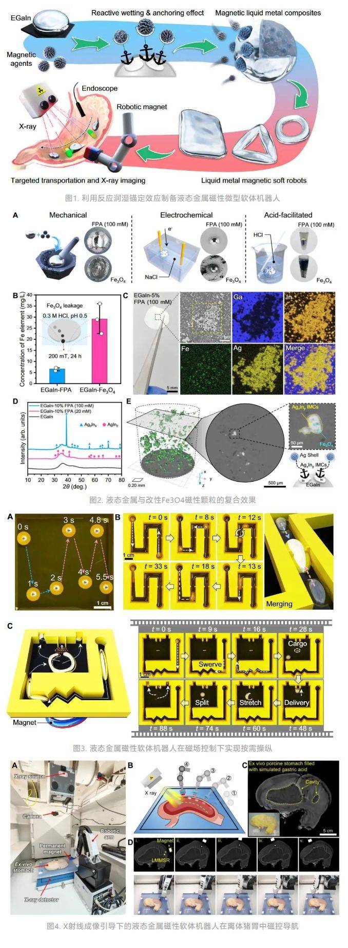 我国学者构建液态金属磁性微型软体机器人