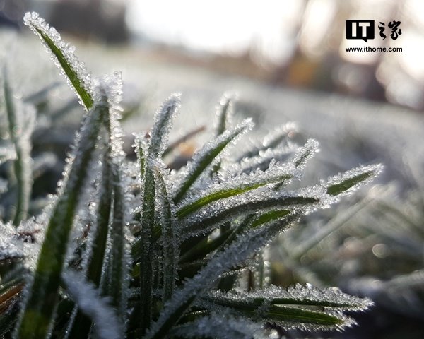今日霜降:恍然暮秋至,静候冬日来