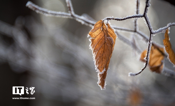 今日霜降:恍然暮秋至,静候冬日来