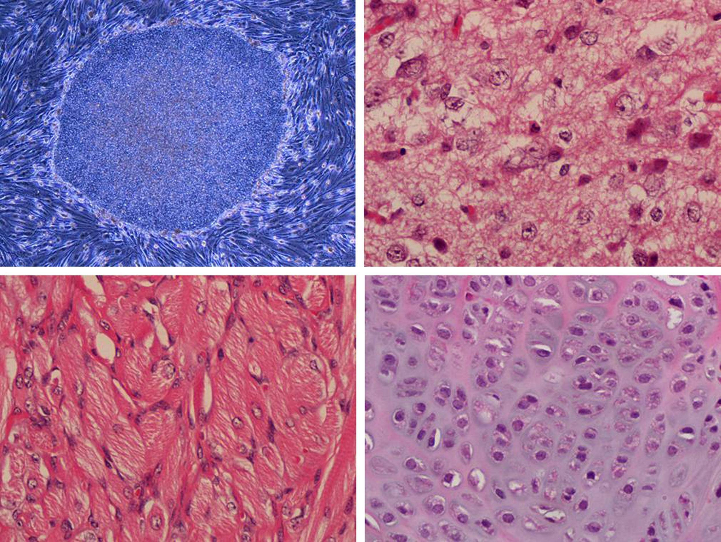 机器人培养iPS细胞成功率大增