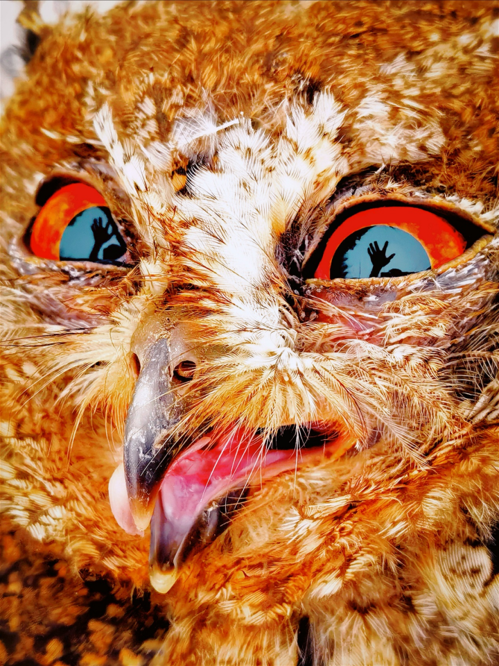 华为影像大赛:用 400 万+张照片,传递影像的力量