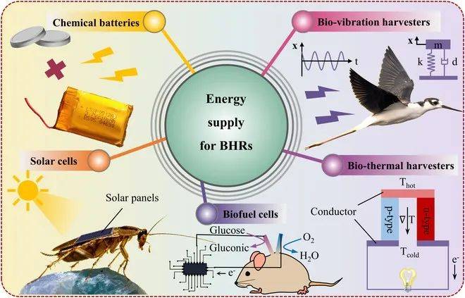 综述北理工团队探索的生物混合机器人供电方案的完整梳理