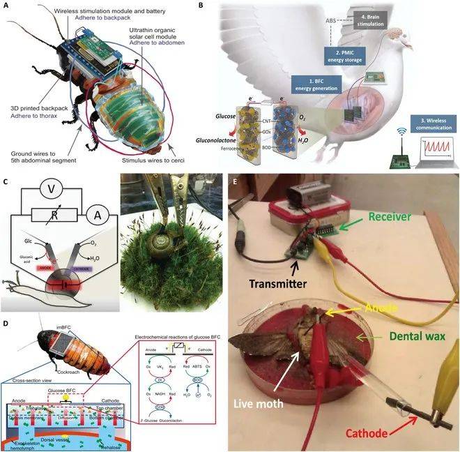 综述北理工团队探索的生物混合机器人供电方案的完整梳理
