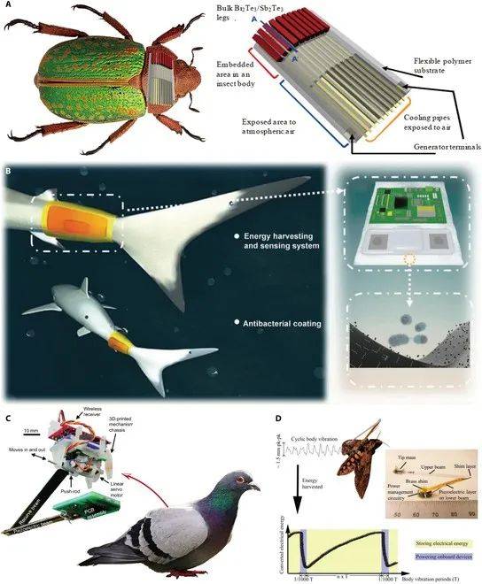 综述北理工团队探索的生物混合机器人供电方案的完整梳理