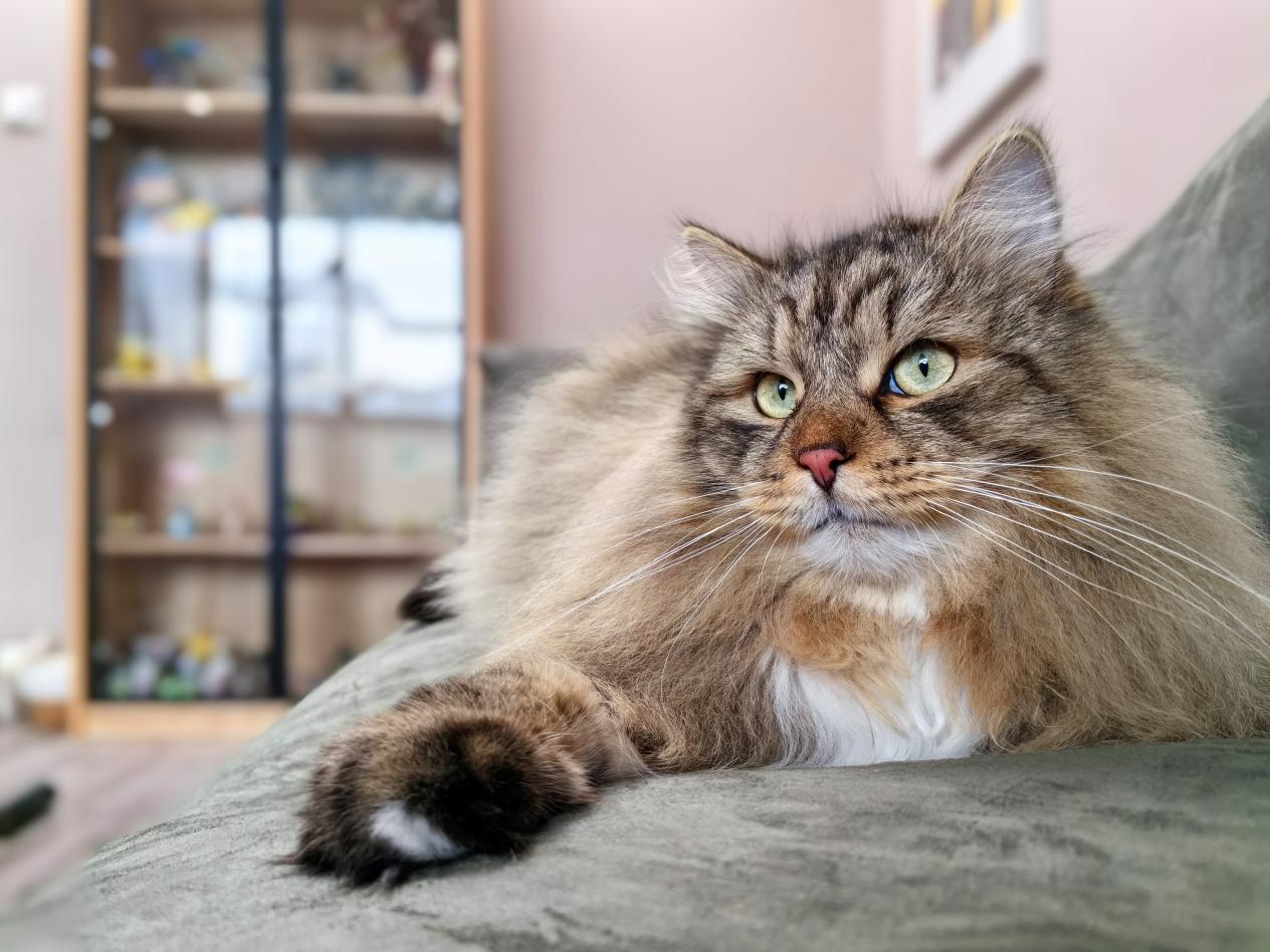 华为 Mate 60 Pro+霸榜 DXOMARK 第一,华为夯实移动影像第一阵营地位