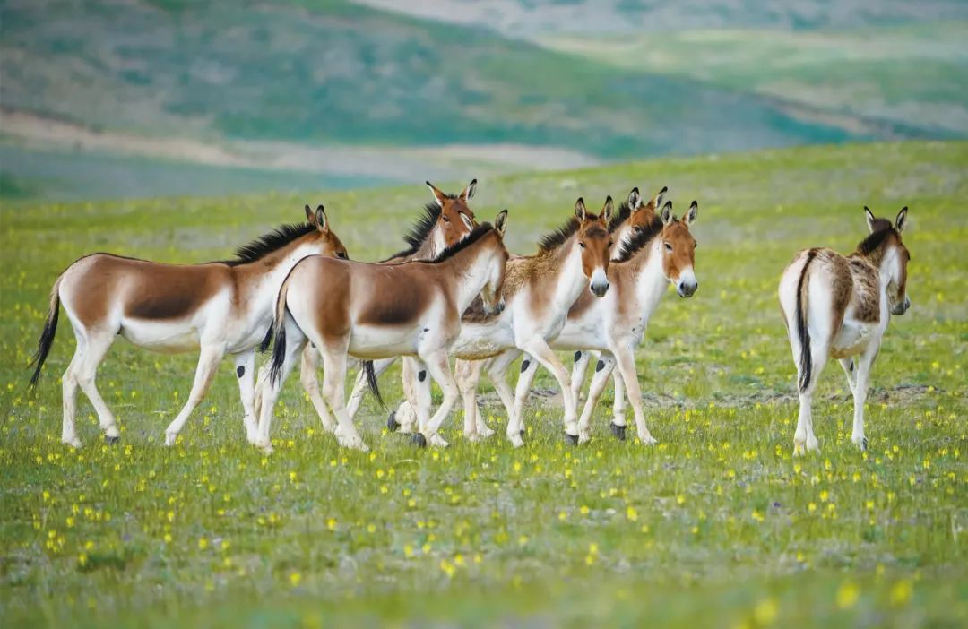 广汽集团推出全球首张人车共创全景声音乐专辑《溯源之声》