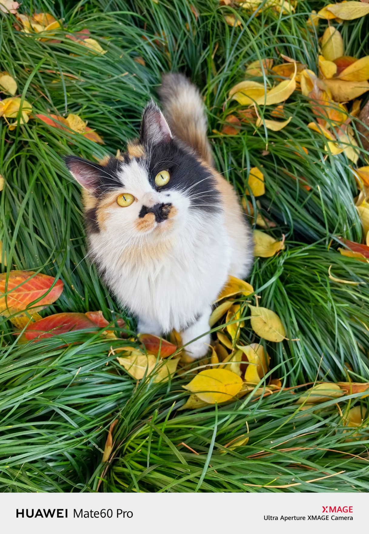 轻松拍出萌宠大片!华为 Mate 60 Pro、Mate X5 帮你解决宠物拍照难题