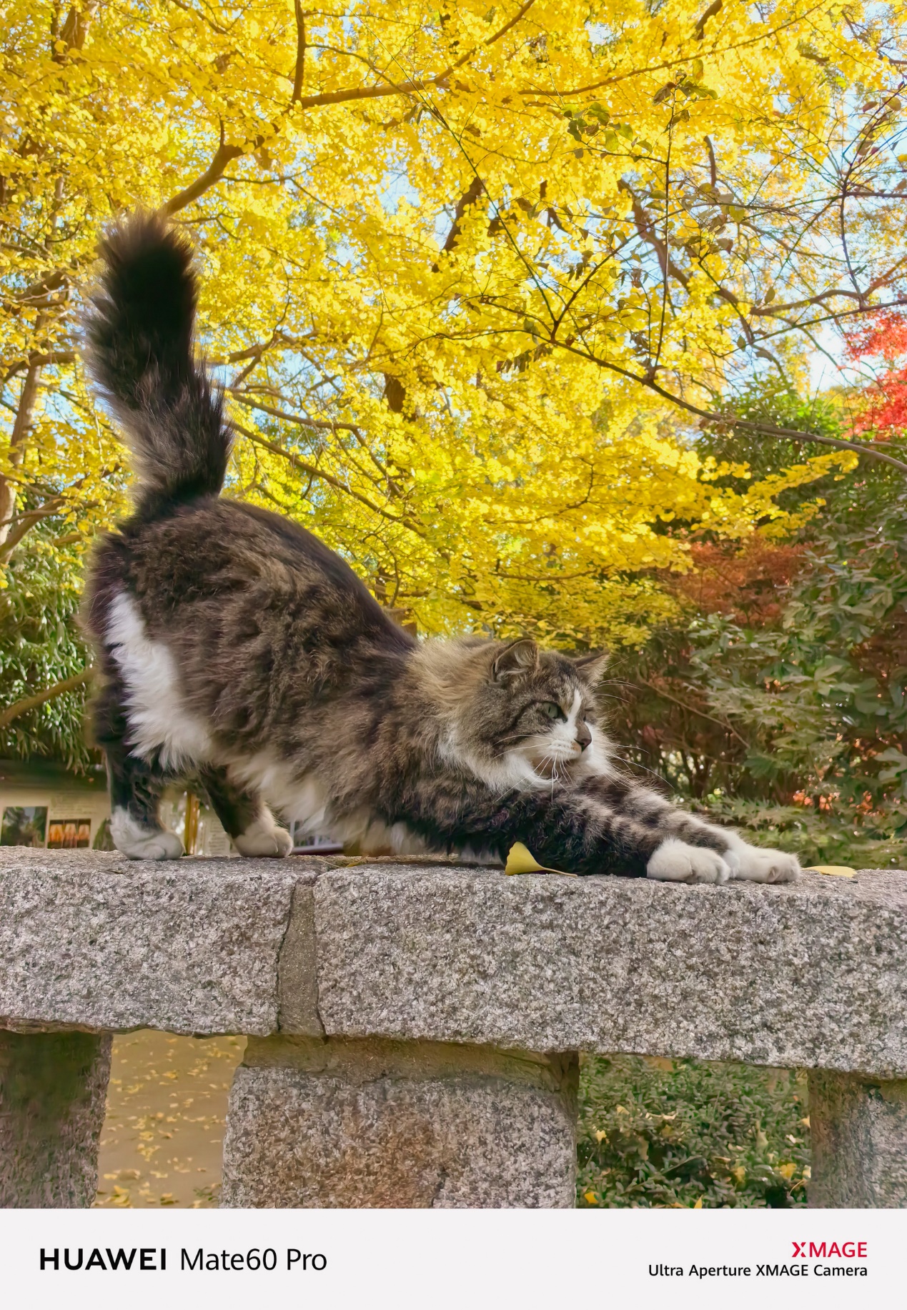 轻松拍出萌宠大片!华为 Mate 60 Pro、Mate X5 帮你解决宠物拍照难题