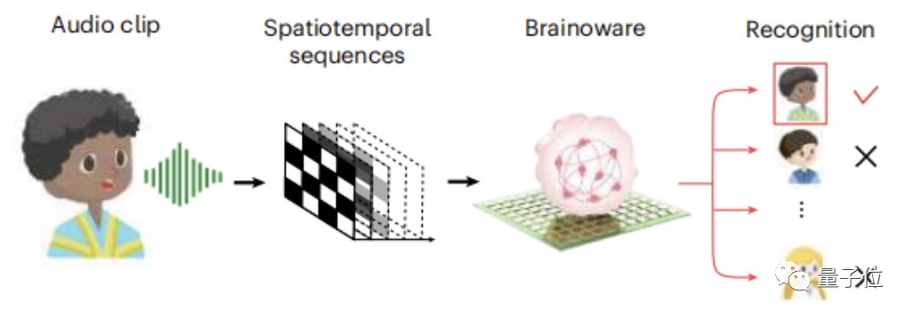 用活人脑细胞造AI系统！语音识别已成功，可无监督学习