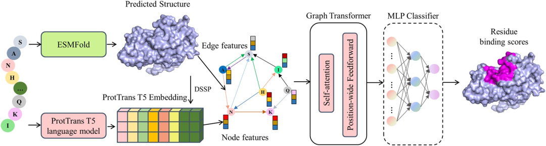 上海交大&中山大学团队使用ESMFold、预训练语言模型以及Graph Transformer，进行蛋白质结合位点预测