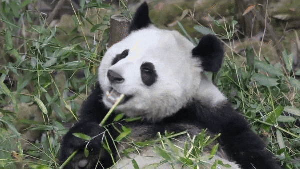 文生视频下一站，Meta已经开始视频生视频了