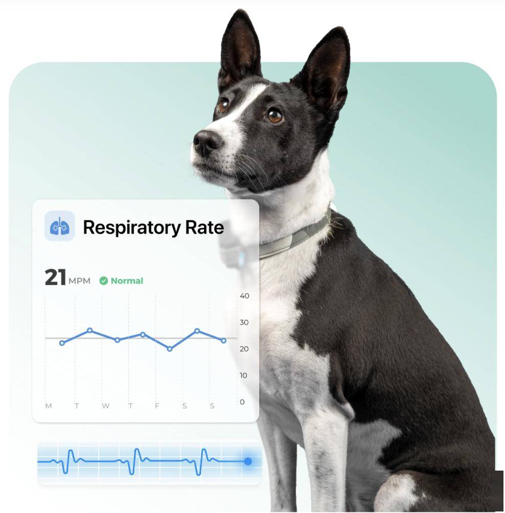 Minitailz 智能宠物追踪器亮相：AI 猫狗健康、实时位置监测