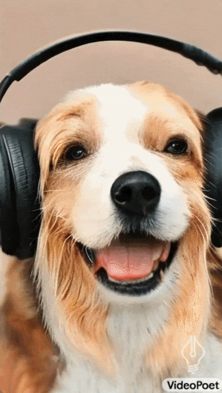 视频生成可以无限长?谷歌VideoPoet大模型上线,网友:革命性技术