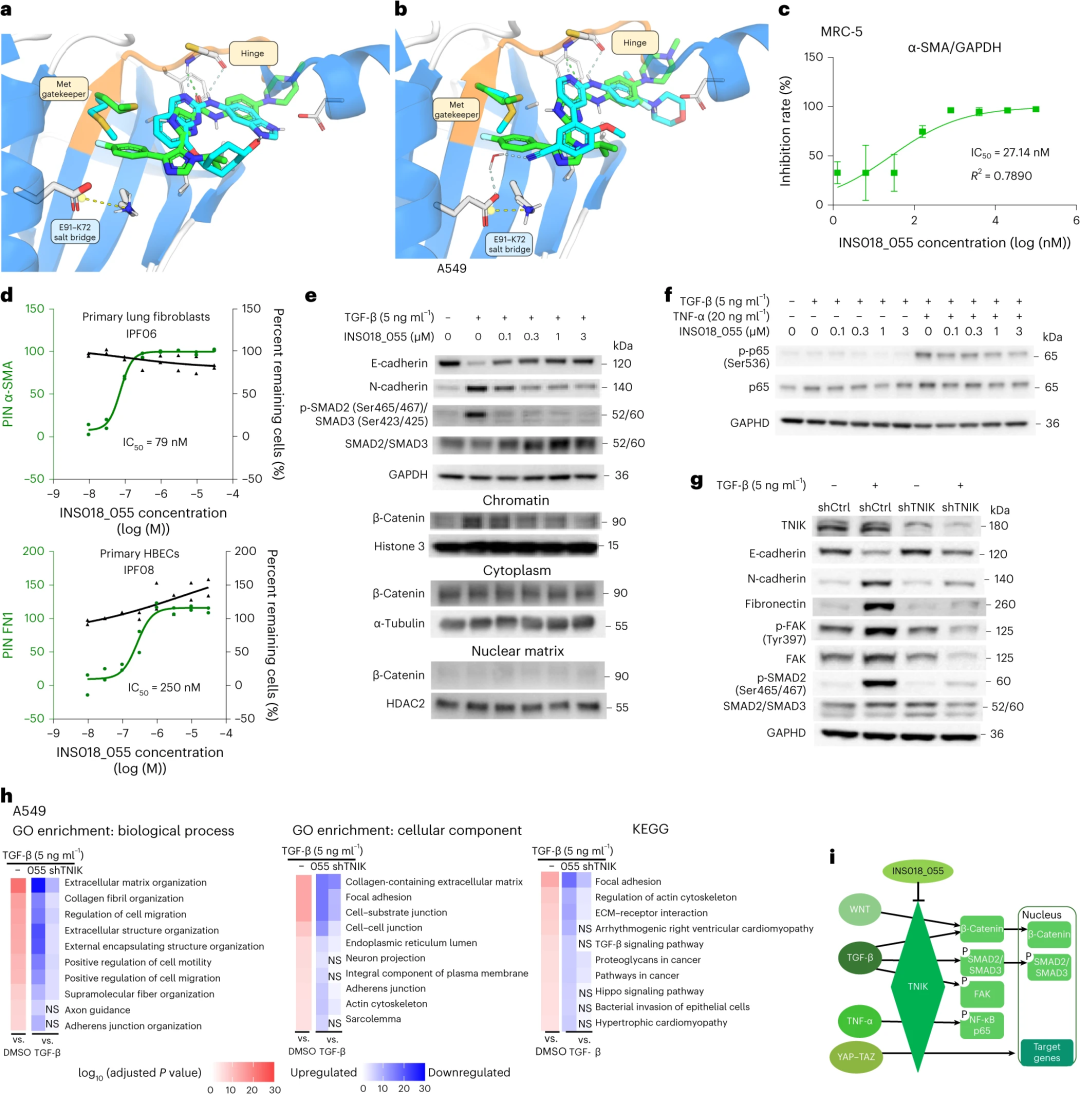 18个月，开创AI药研先例，Insilico公开其首款AI药物研发全过程，登Nature子刊