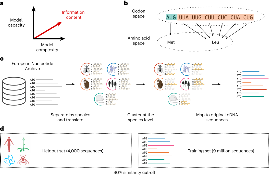 计算蛋白质工程最新SOTA方法,牛津团队用密码子训练大语言模型