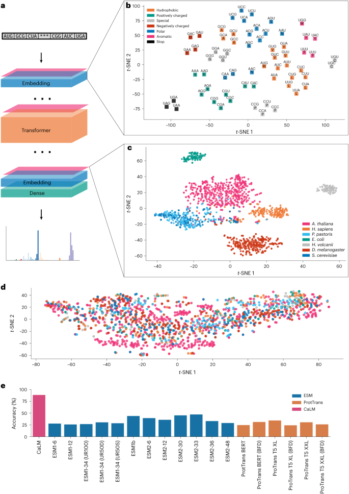 计算蛋白质工程最新SOTA方法,牛津团队用密码子训练大语言模型