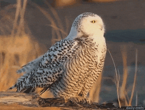 你好,电动Atlas!波士顿动力机器人复活,180度诡异动作吓坏马斯克