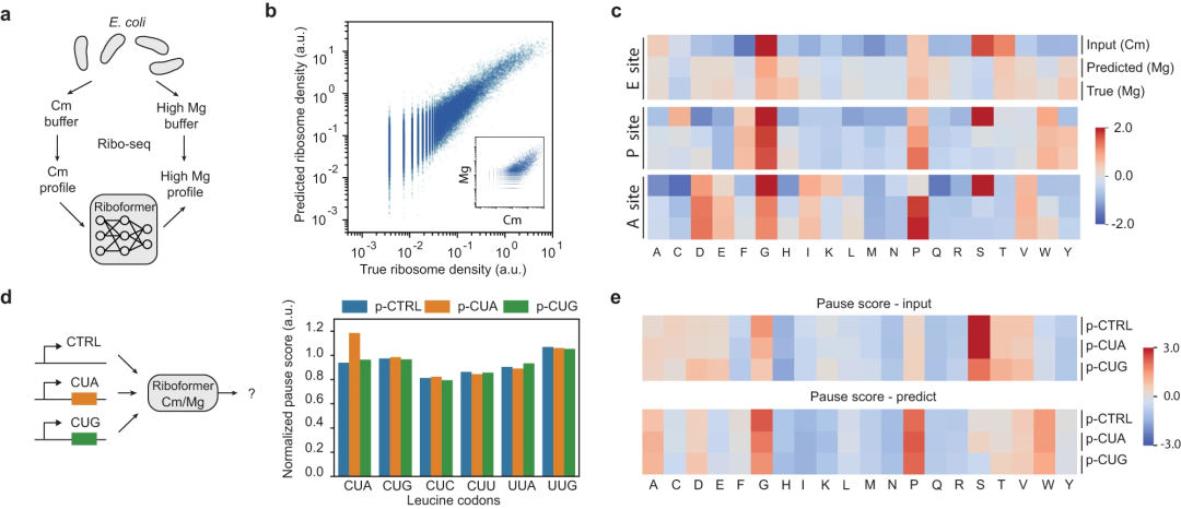 可发现药物靶点,哈佛等机构开发了一种对蛋白建模的深度学习方法