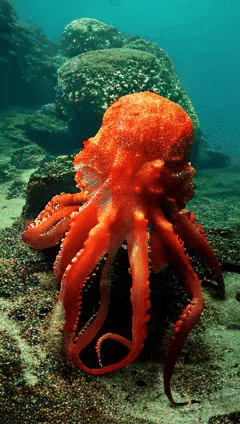 Open-Sora全面开源升级:支持16s视频生成和720p分辨率