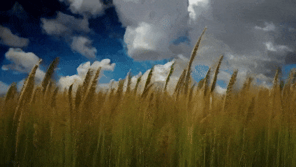 Open-Sora全面开源升级:支持16s视频生成和720p分辨率