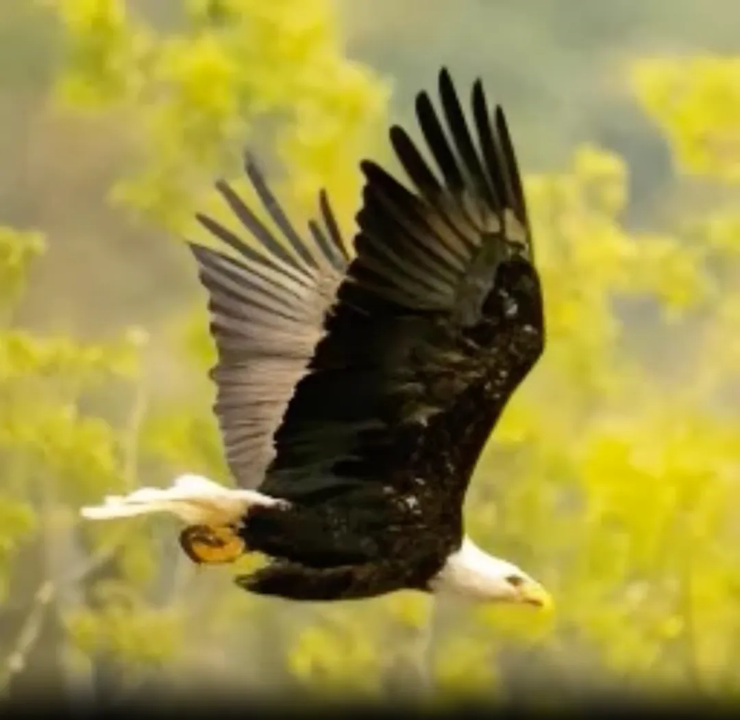 Open-Sora全面开源升级:支持16s视频生成和720p分辨率