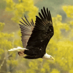 Open-Sora全面开源升级:支持16s视频生成和720p分辨率