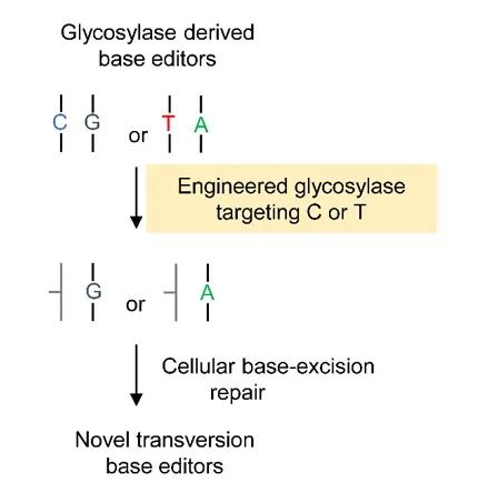首次，西湖大学用蛋白质语言模型定向改造碱基编辑器，登Cell子刊