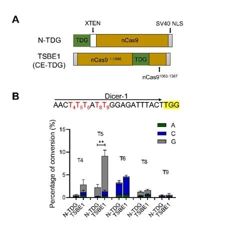 首次，西湖大学用蛋白质语言模型定向改造碱基编辑器，登Cell子刊