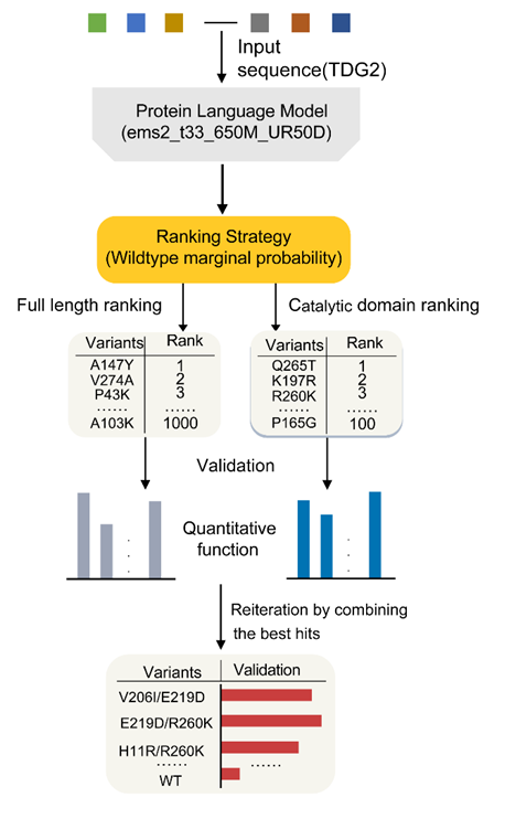首次，西湖大学用蛋白质语言模型定向改造碱基编辑器，登Cell子刊