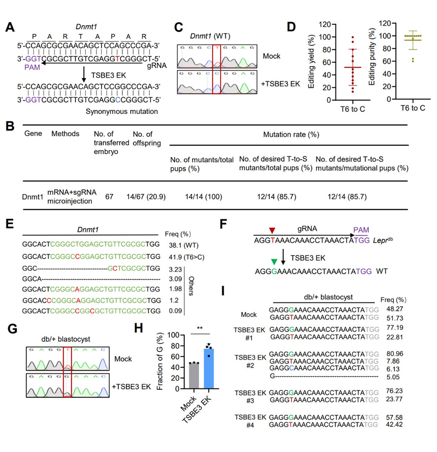 首次，西湖大学用蛋白质语言模型定向改造碱基编辑器，登Cell子刊