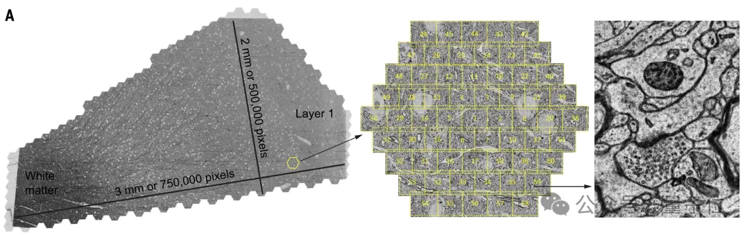 最详细人脑3D地图登Science!GPT-4参数只相当于人类0.2%