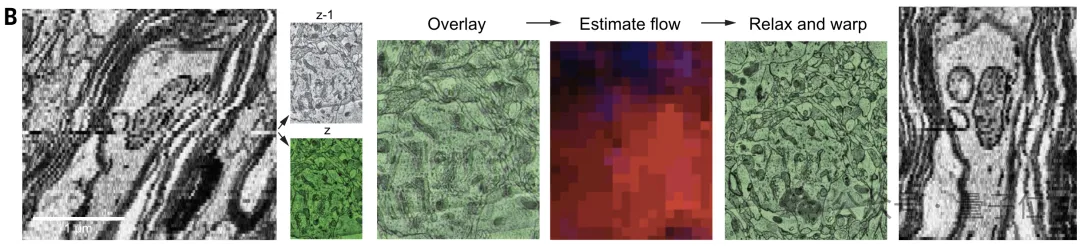 最详细人脑3D地图登Science!GPT-4参数只相当于人类0.2%