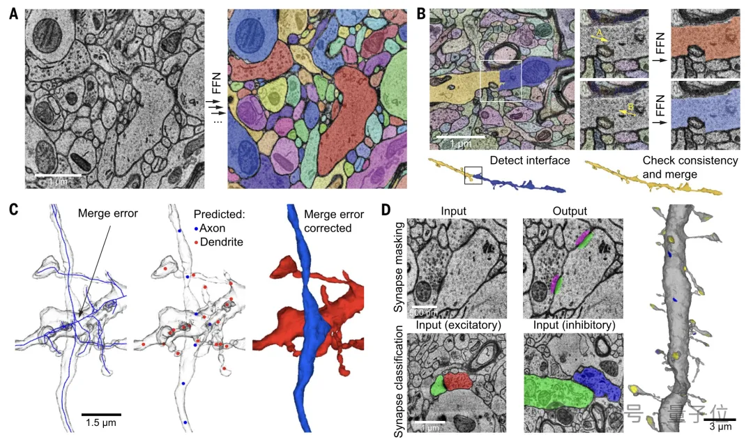 最详细人脑3D地图登Science!GPT-4参数只相当于人类0.2%
