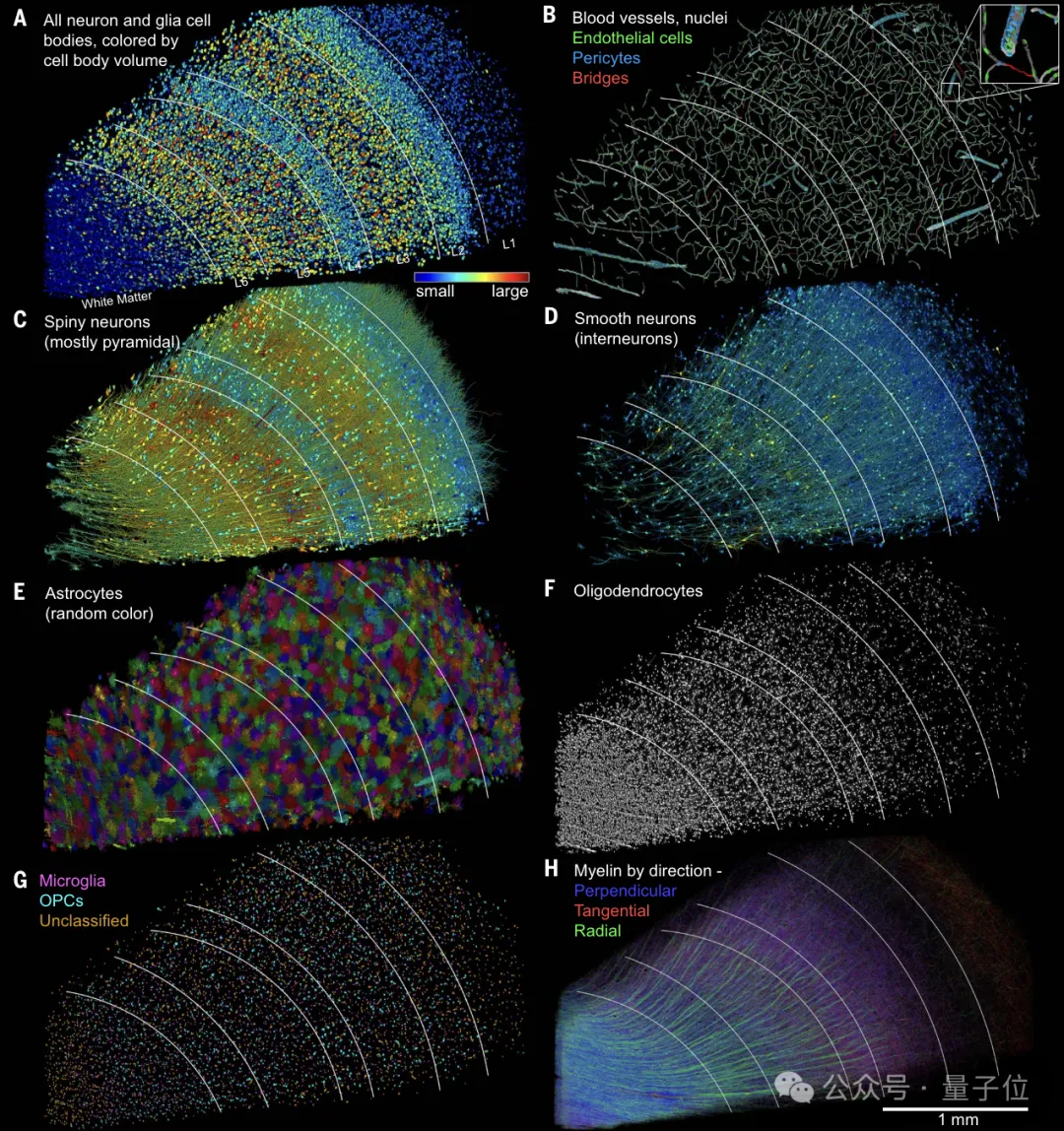 最详细人脑3D地图登Science!GPT-4参数只相当于人类0.2%