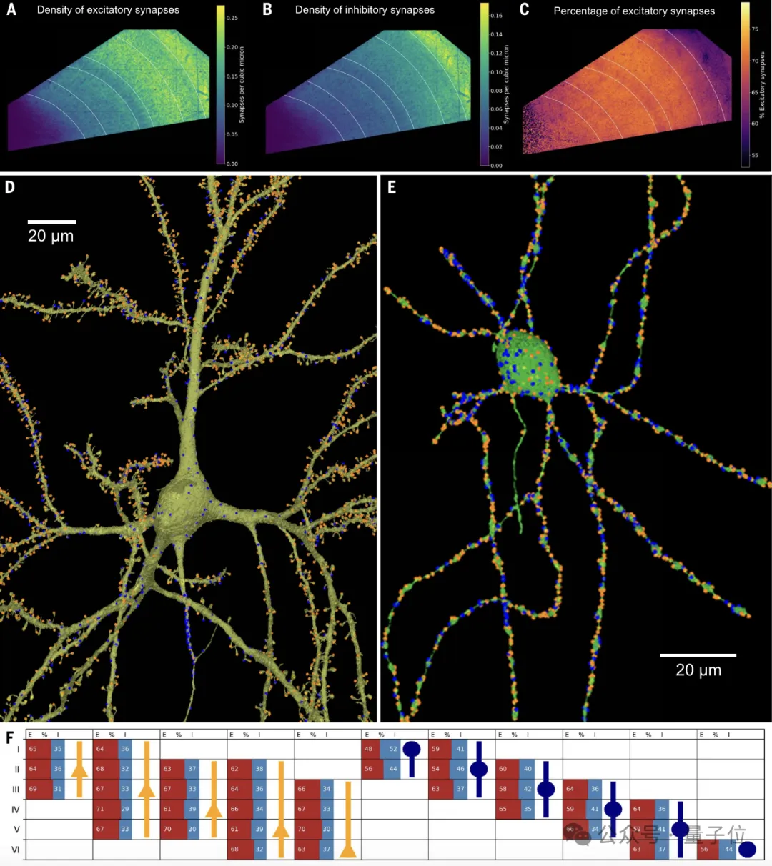 最详细人脑3D地图登Science!GPT-4参数只相当于人类0.2%