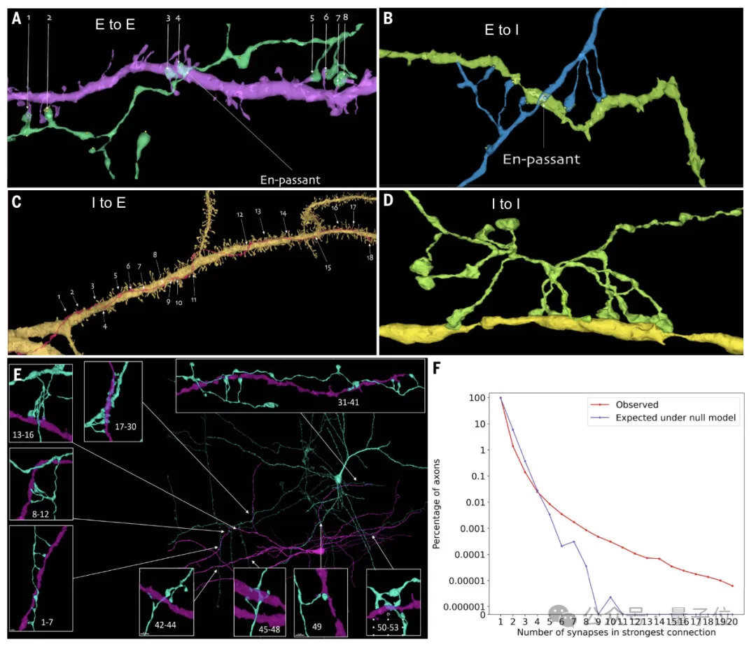 最详细人脑3D地图登Science!GPT-4参数只相当于人类0.2%