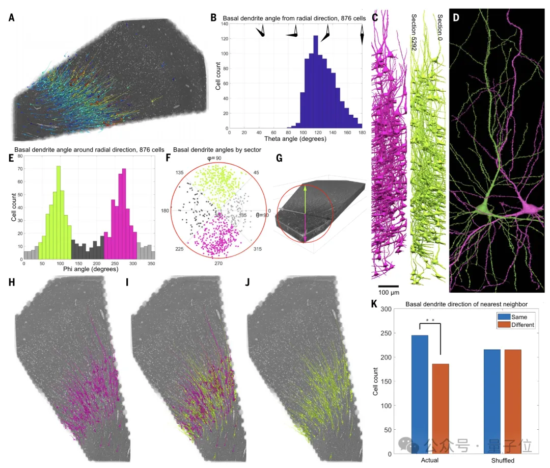 最详细人脑3D地图登Science!GPT-4参数只相当于人类0.2%