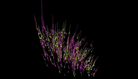 最详细人脑3D地图登Science!GPT-4参数只相当于人类0.2%