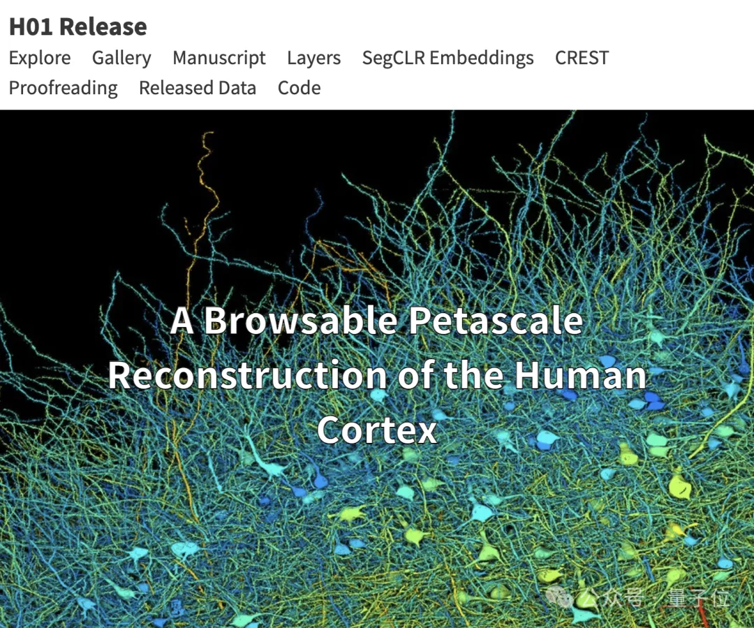 最详细人脑3D地图登Science!GPT-4参数只相当于人类0.2%