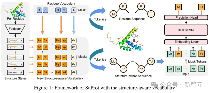 单模型斩获「蛋白质突变预测」榜一!西湖大学提出基于结构词表方法 | ICLR 2024 Spotlight